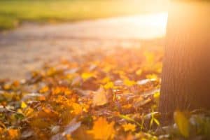 13 ways to make an extra $500 today 50 strange but legal ways to make an extra $500 or more this week by raking leaves